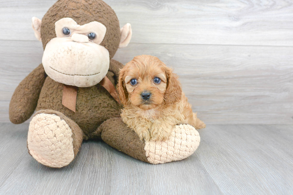 Petite Cavapoo Poodle Mix Pup