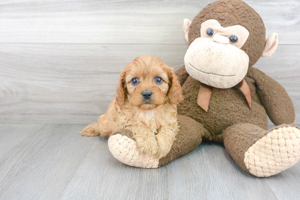 Adorable Cavoodle Poodle Mix Puppy