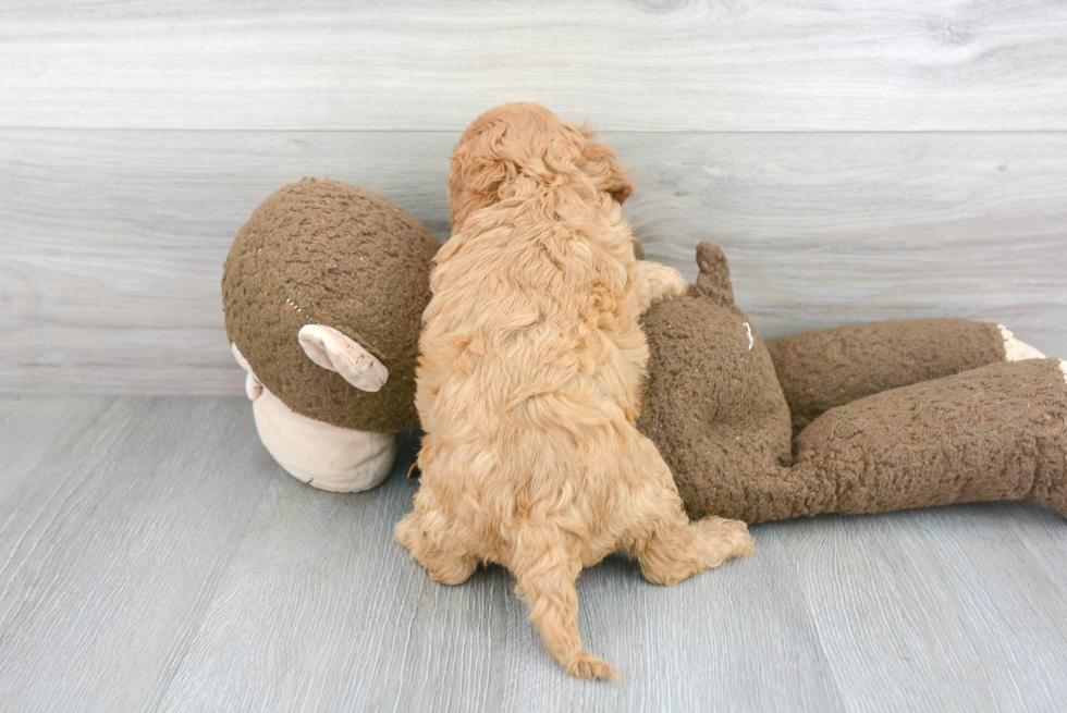 Adorable Cavoodle Poodle Mix Puppy