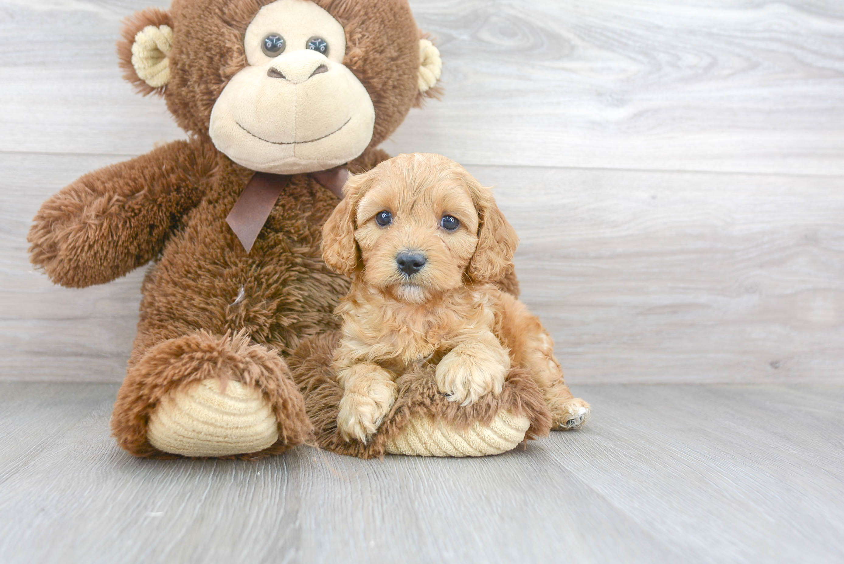 Cute Cavapoo Baby