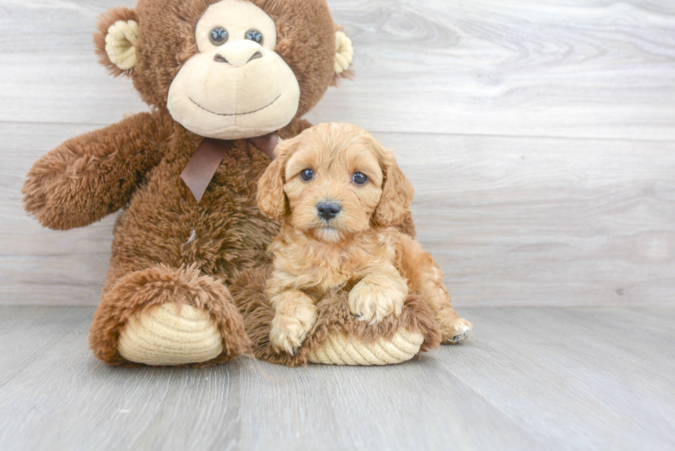 Cute Cavapoo Baby