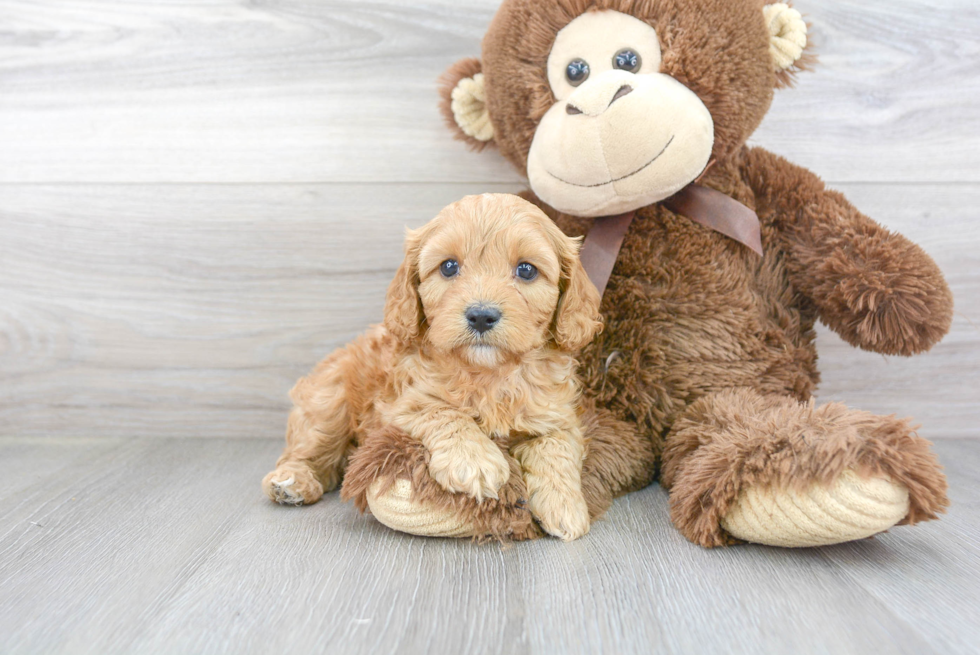 Best Cavapoo Baby