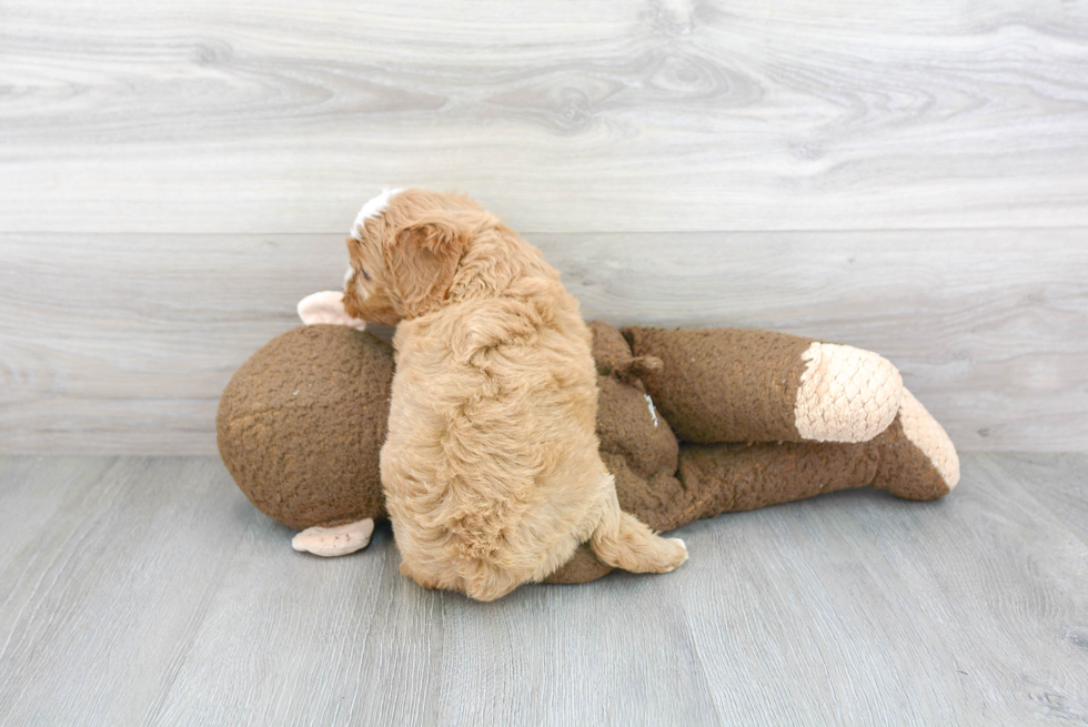 Cavapoo Pup Being Cute