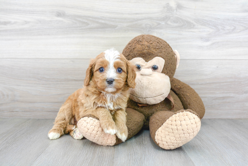 Energetic Cavoodle Poodle Mix Puppy