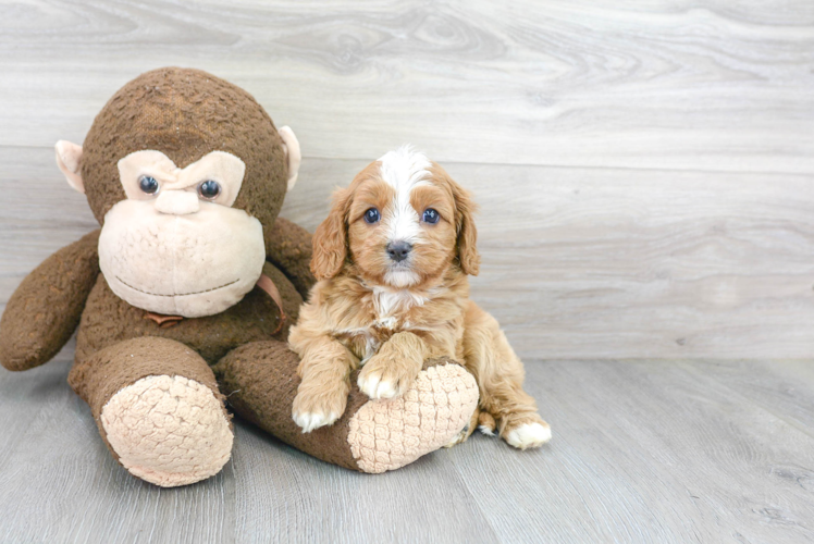 Sweet Cavapoo Baby