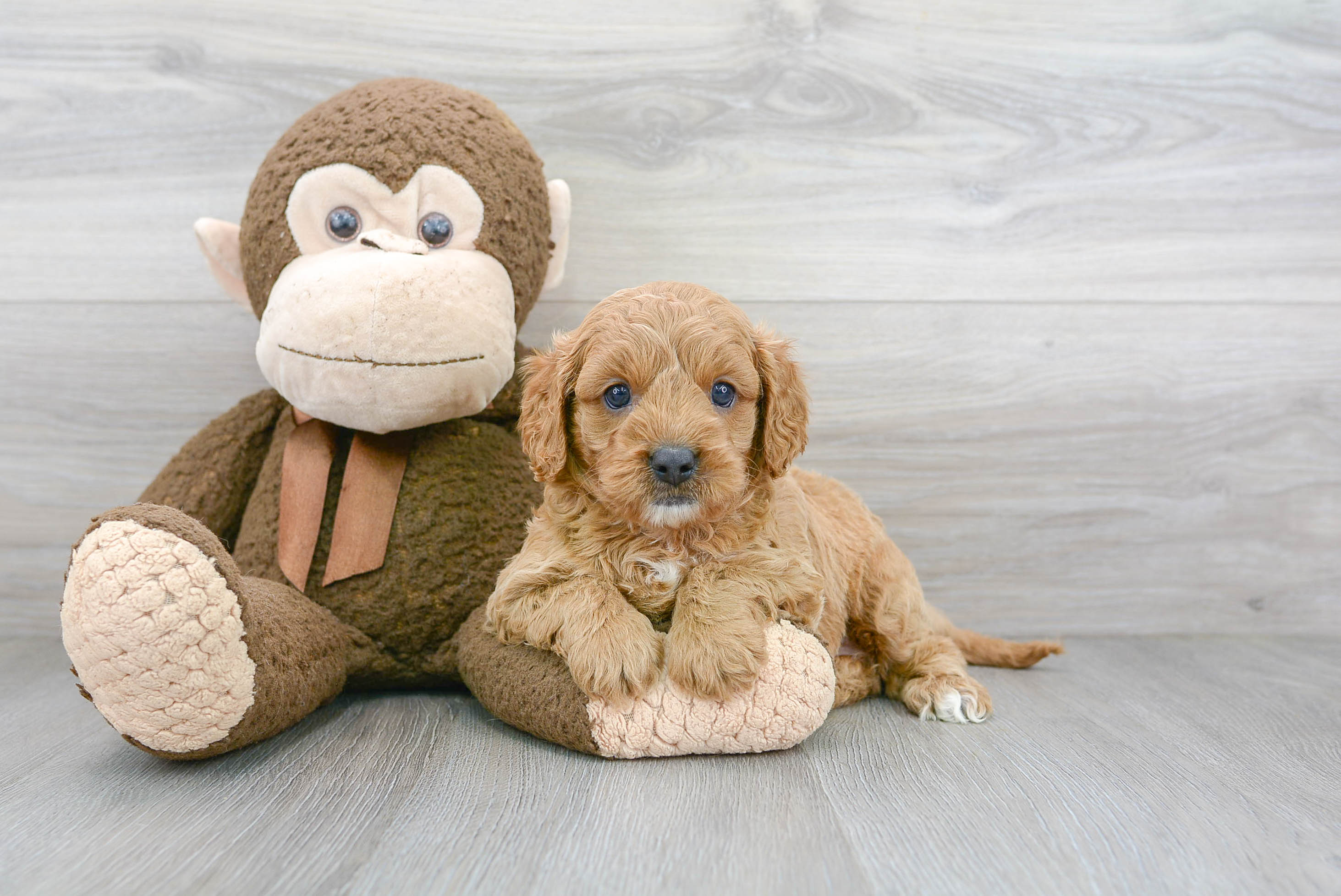 Cavapoo Pup Being Cute