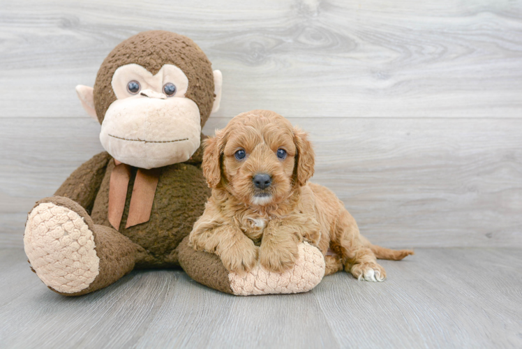 Cavapoo Pup Being Cute