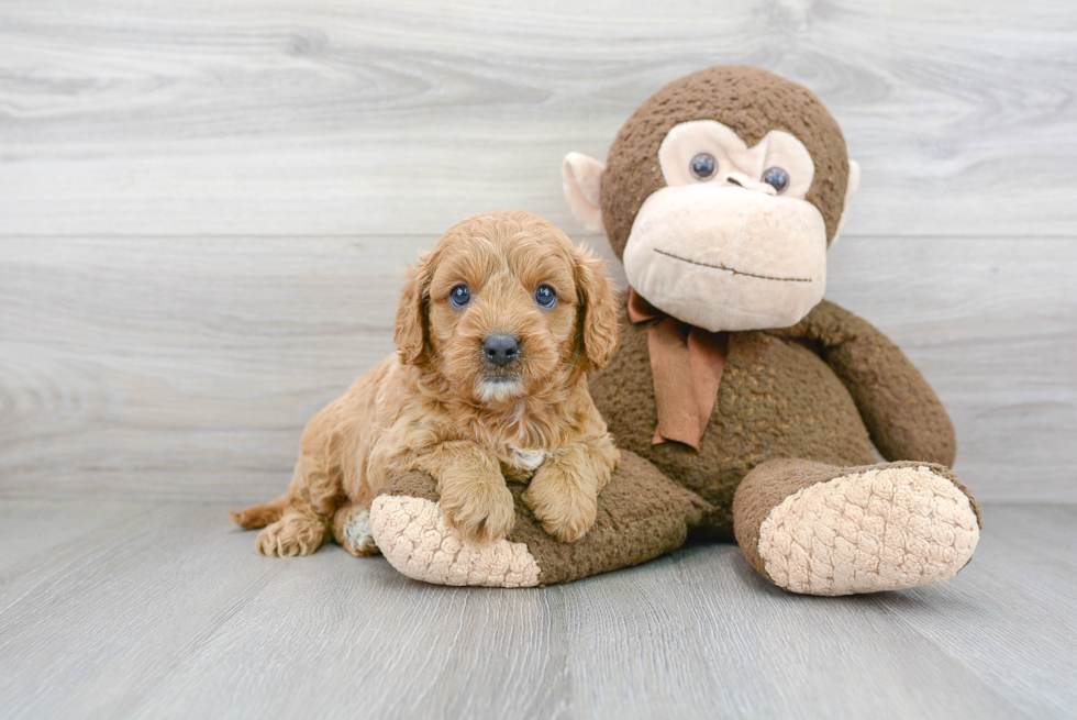 Cute Cavapoo Baby