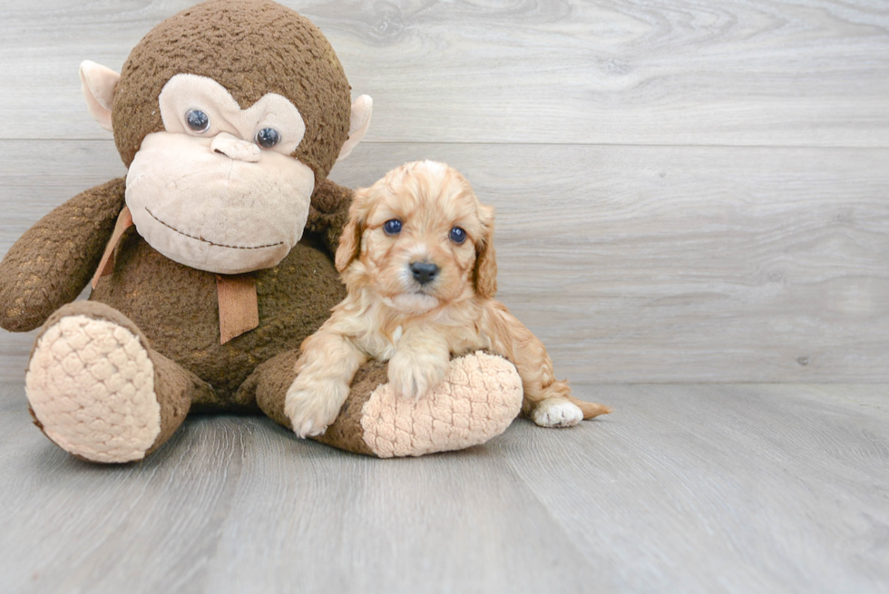 Best Cavapoo Baby