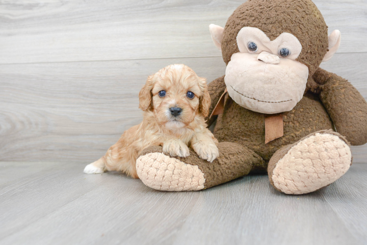 Cavapoo Pup Being Cute