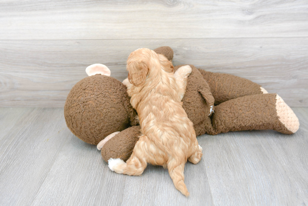 Cute Cavapoo Baby