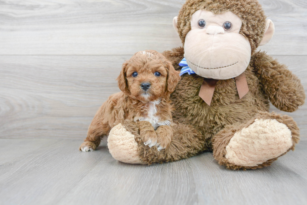 Cute Cavapoo Baby