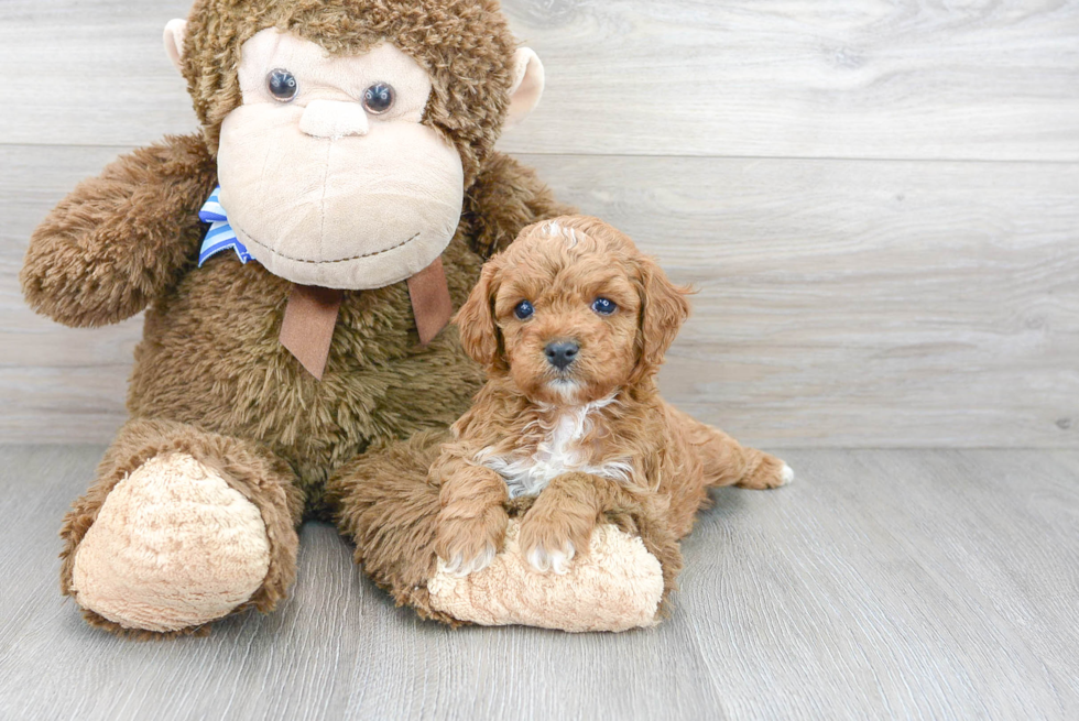 Small Cavapoo Baby