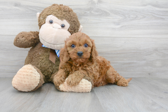 Popular Cavapoo Poodle Mix Pup