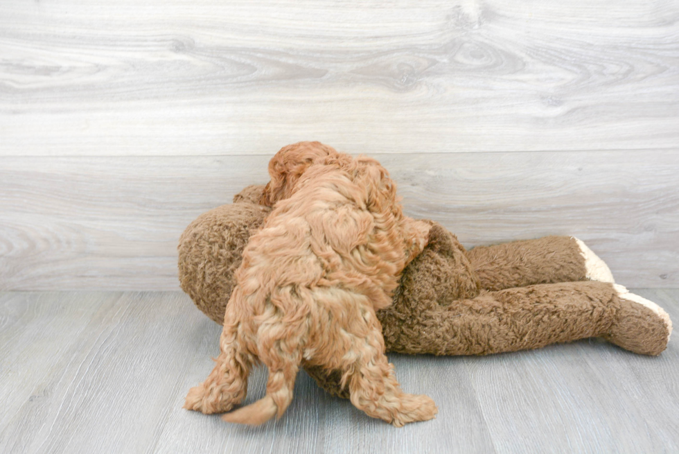 Cavapoo Pup Being Cute