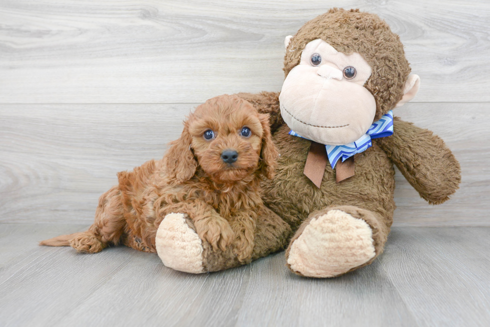 Cavapoo Puppy for Adoption