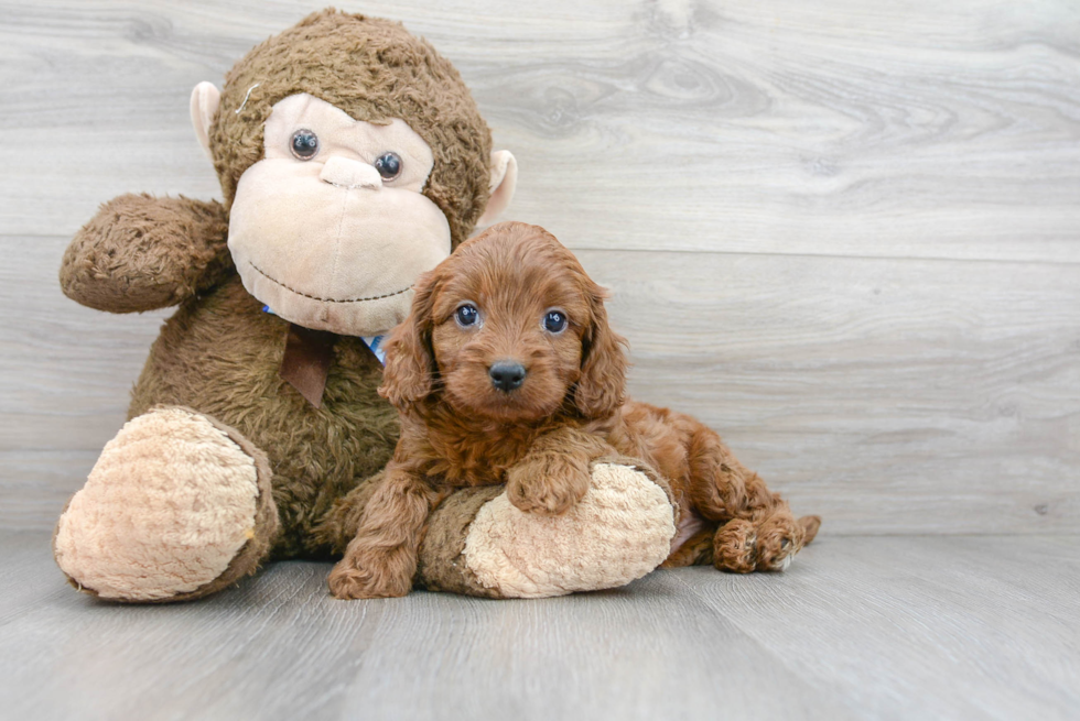 Cavapoo Puppy for Adoption