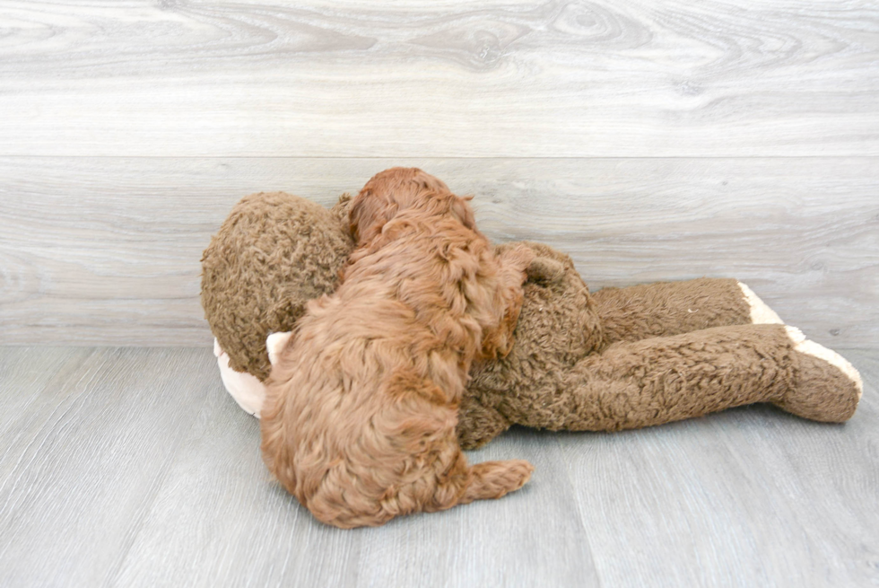 Adorable Cavoodle Poodle Mix Puppy