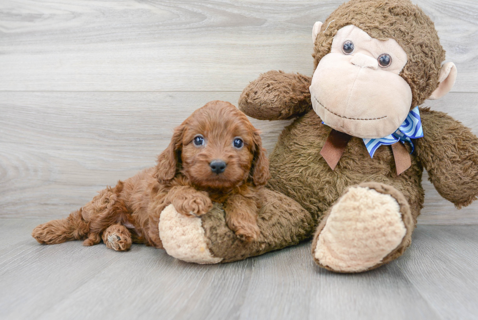 Popular Cavapoo Poodle Mix Pup