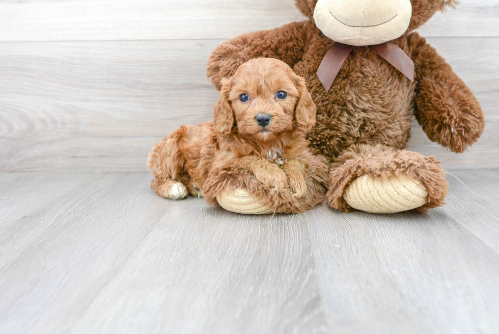 Best Cavapoo Baby