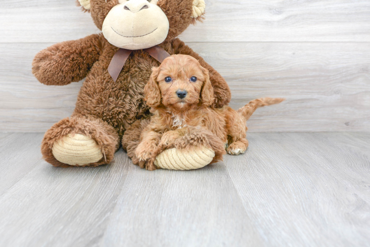 Funny Cavapoo Poodle Mix Pup