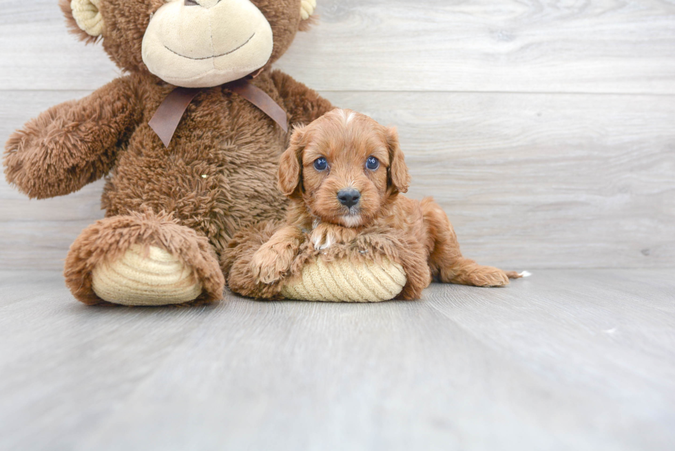 Cavapoo Pup Being Cute