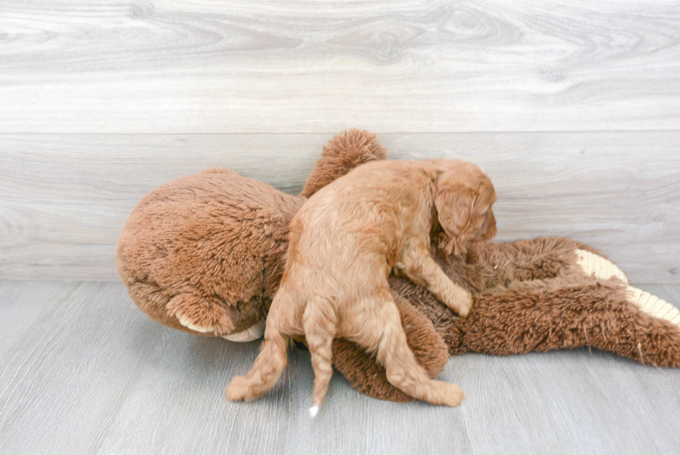 Cavapoo Puppy for Adoption