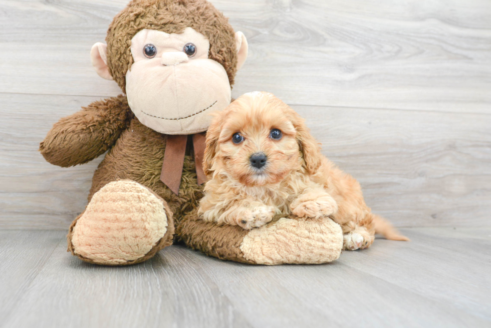 Cavapoo Puppy for Adoption