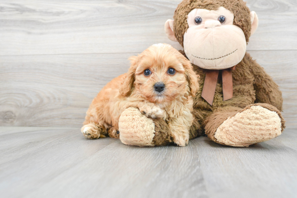 Sweet Cavapoo Baby