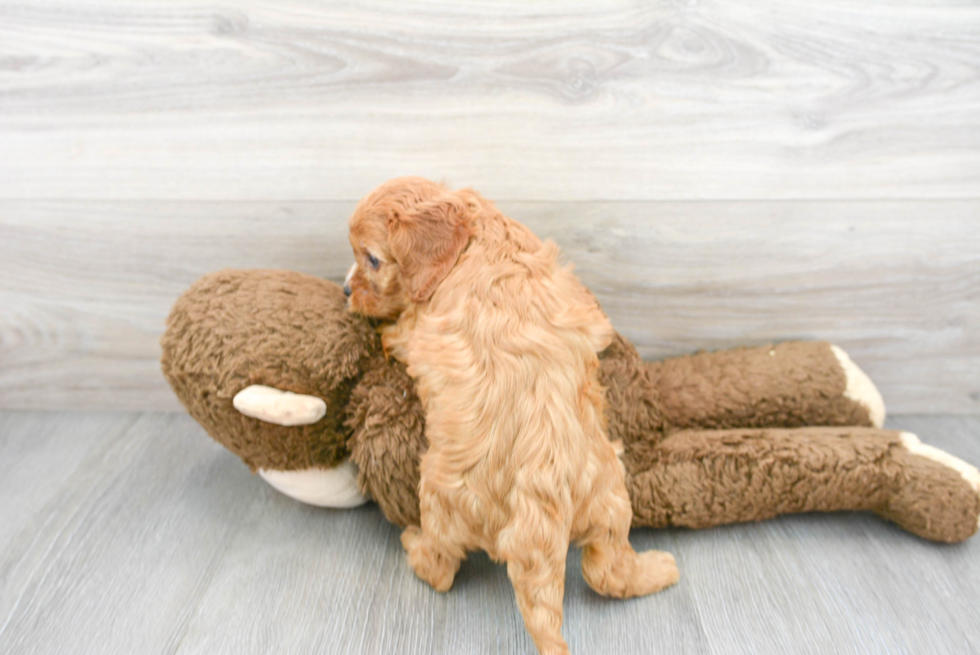 Little Cavoodle Poodle Mix Puppy