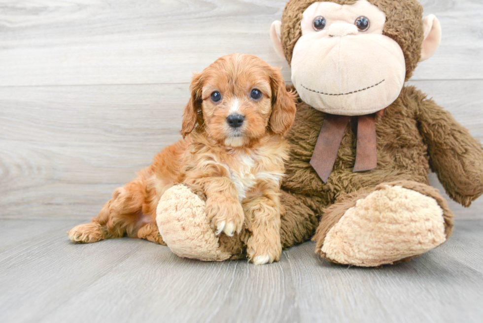 Funny Cavapoo Poodle Mix Pup