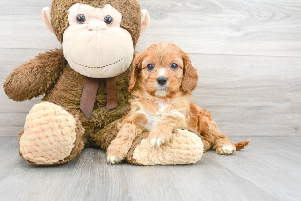 Petite Cavapoo Poodle Mix Pup