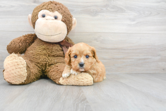 Best Cavapoo Baby