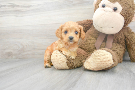 Cavapoo Pup Being Cute