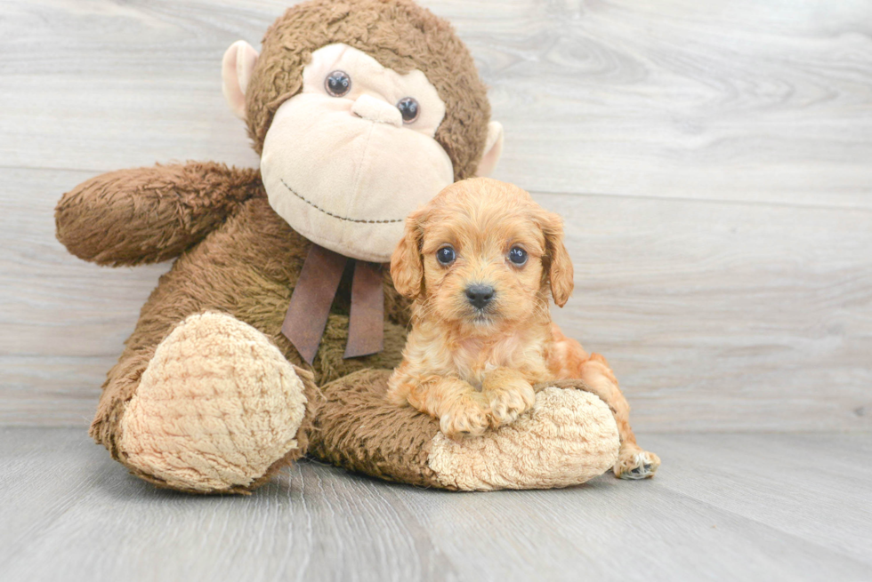 Cavapoo Pup Being Cute