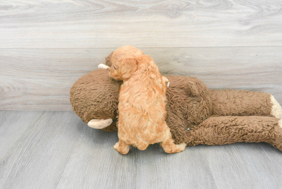 Cavapoo Pup Being Cute