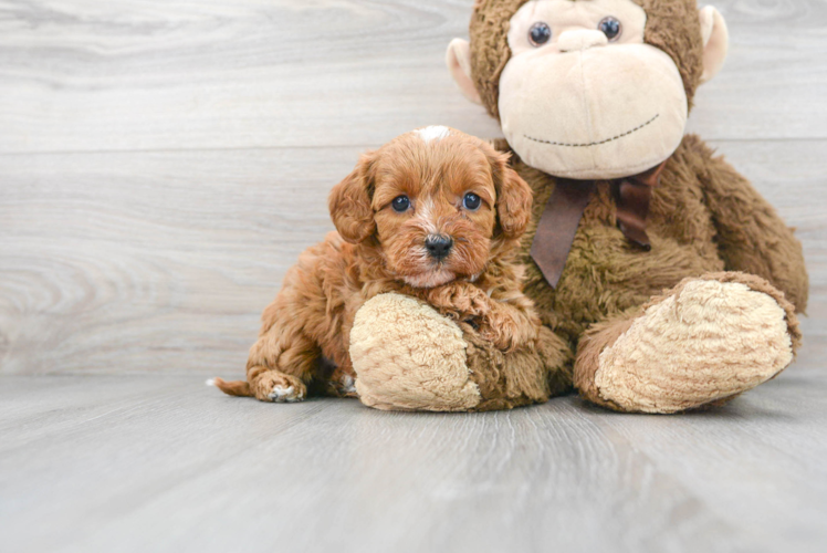 Best Cavapoo Baby