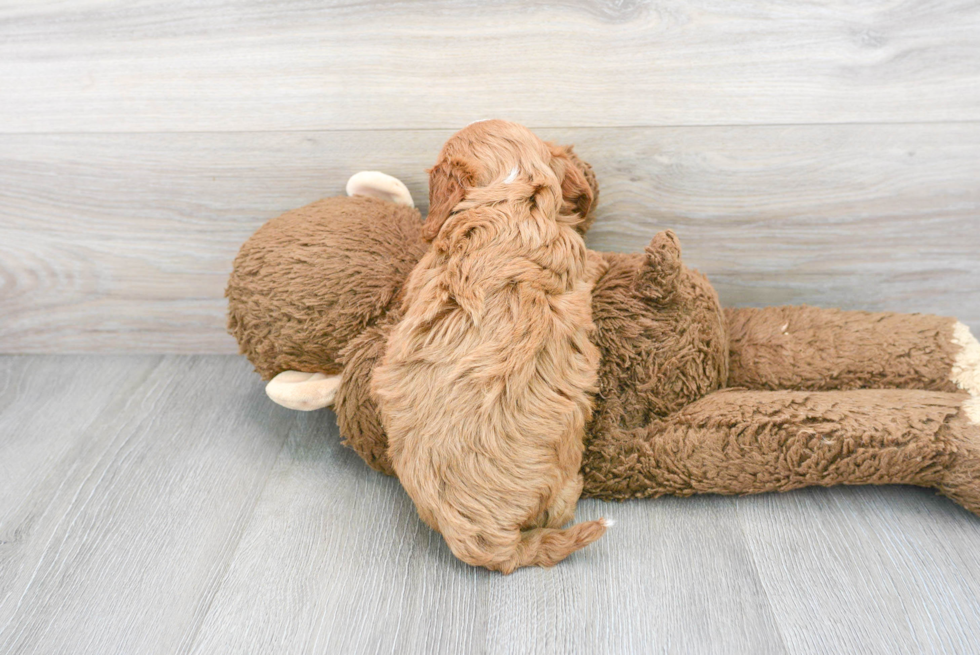 Playful Cavoodle Poodle Mix Puppy