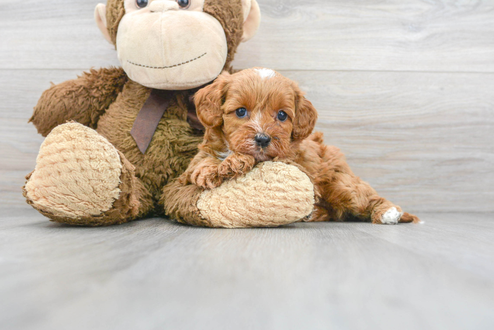 Hypoallergenic Cavoodle Poodle Mix Puppy