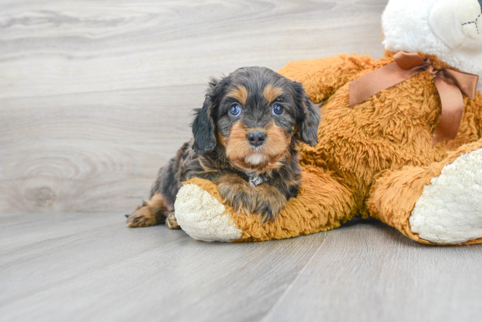 Popular Cavapoo Poodle Mix Pup