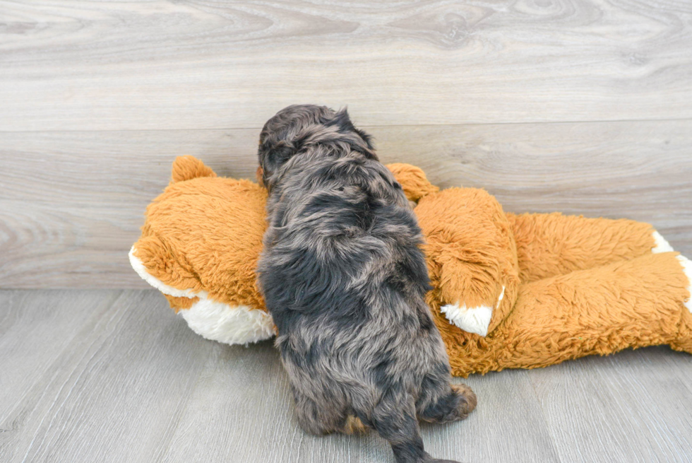 Energetic Cavoodle Poodle Mix Puppy