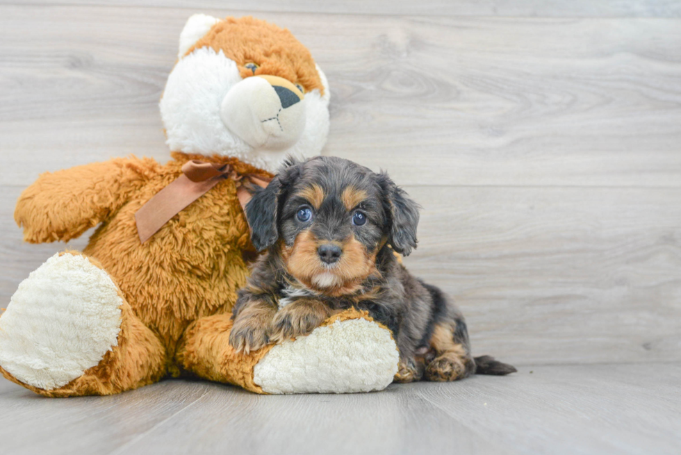 Cavapoo Pup Being Cute