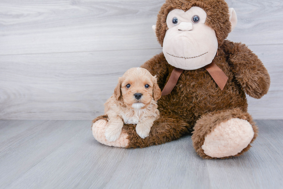 Little Cavoodle Poodle Mix Puppy