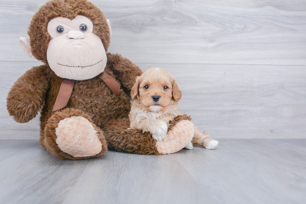 Best Cavapoo Baby