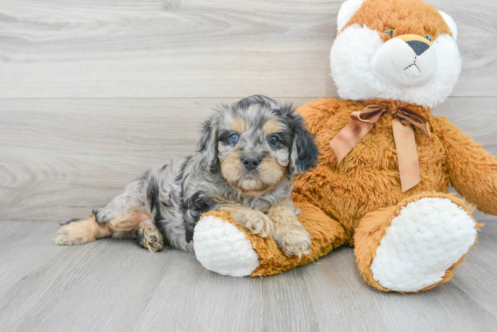 Cavapoo Pup Being Cute