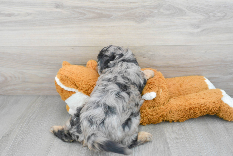 Energetic Cavoodle Poodle Mix Puppy