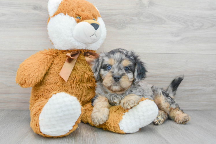 Cavapoo Pup Being Cute