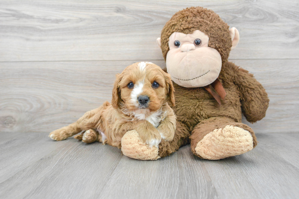 Funny Cavapoo Poodle Mix Pup