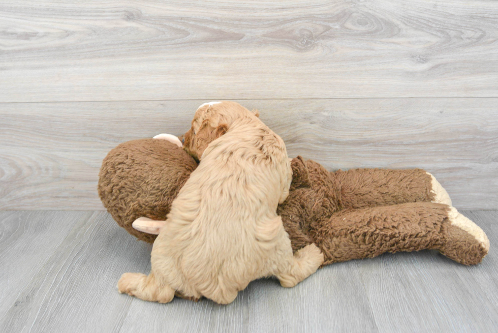 Cavapoo Puppy for Adoption