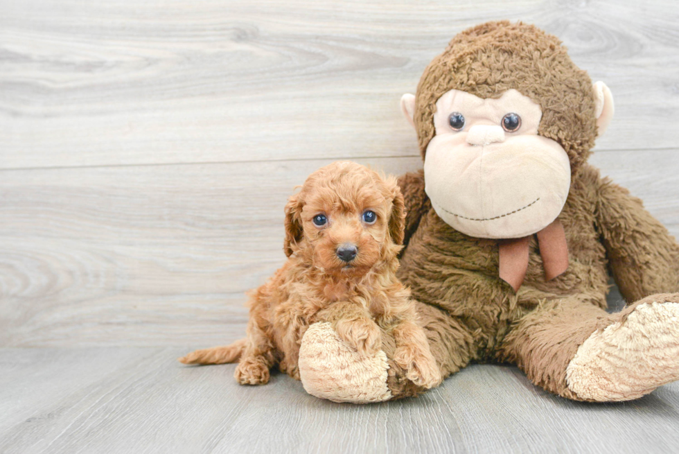 Funny Cavapoo Poodle Mix Pup